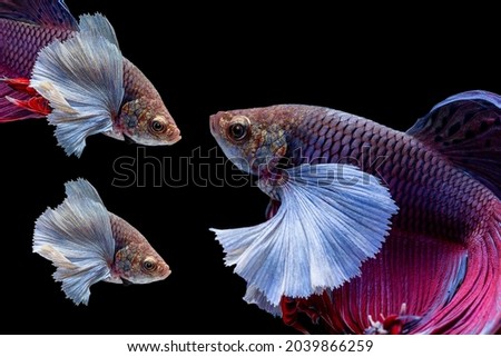 Betta splendens, Siamese fighting fish, Pla-kad (biting) Thailand popular aquarium freshwater ornamental fish.  set of head cut big white ear purple body isolated on black