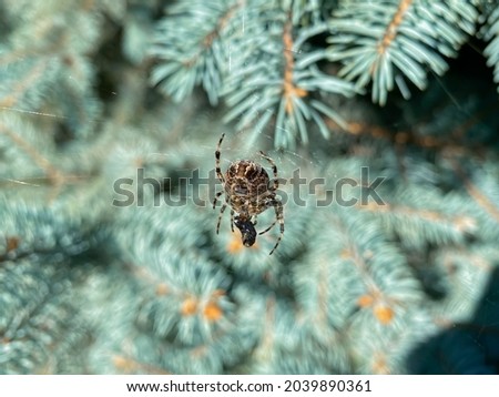 Bottom view of cross spider with caught fly in spider web with natural background. Hunting Spider Royalty-Free Stock Photo #2039890361