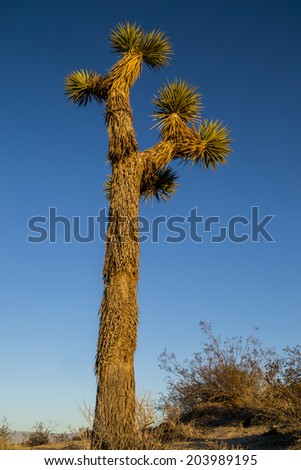 The Yucca brevifolia or Joshua Tree as the sun sets in the California desert.