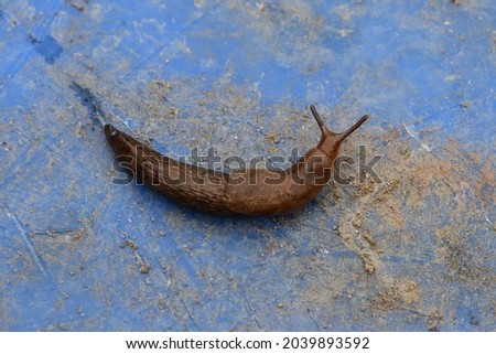 an ordinary garden slug in close-up on a dirty plastic blue surface. a gastropod without a shell