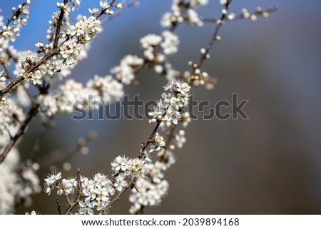 Spring Blossom on a Tree, with a Shallow Depth of Field