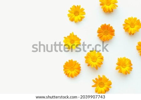 Marigold flowers on a white background. Medicinal plants. Orange flowers on a white background. 