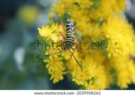Photograph of locust borer beetle on flower close up. Full color image.