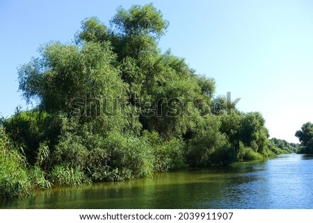  Boat trip in Danube Delta. Plants specific to the wetlands of Danube Delta in Romania, Biosphere Reserve, Europe                              