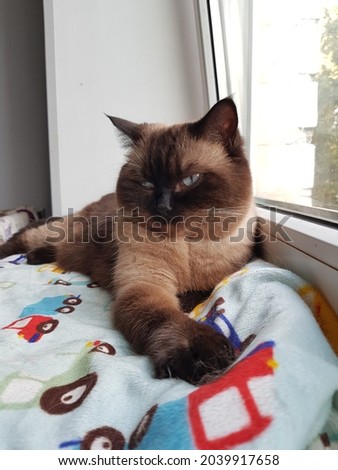 the cat lies on a blanket on the windowsill in autumn
