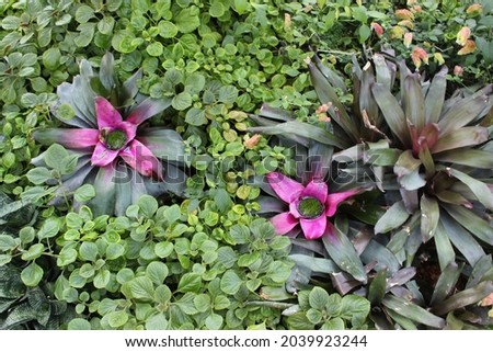 Photograph of flowers and foliage taken from above. Full color image.