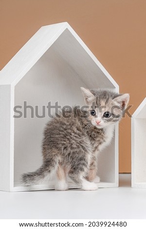 homeless kitten studio shooting on a beige background