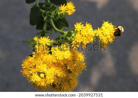 Close up photograph of a bumble bee on yellow goldenrod flowers with leaves. Full color image.