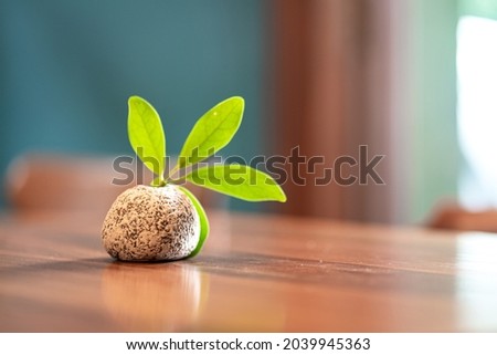 A tidy minimal style clay vase with greenery leaf which is placed on wooden table in the office meeting or home living room . Interior decoration object, selective focus on the vase's part.