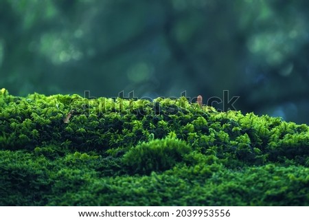 Integrity of the forest, national park. Beautiful green moss on the floor, moss close-up, macro. Beautiful background of moss with sunlight Royalty-Free Stock Photo #2039953556