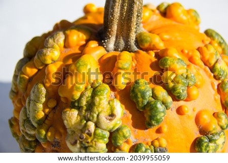 Close up of a pumpkin with warts