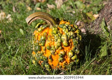 Pumpkin with warts on the grass