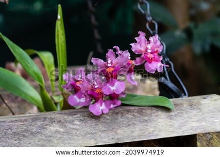 Purple Dancing Lady Orchid (oncidium)