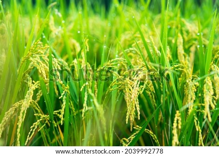 Green rice field in Japan