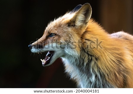 Side profile of a wild red fox seen in outdoor environment with dark background, charasmatic mouth open. 