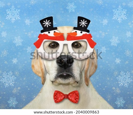 A dog labrador wears a red bow tie and Christmas glasses. Snow blue background.