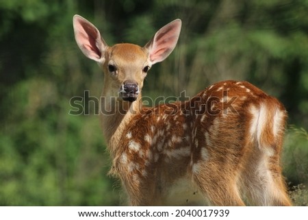 beautiful baby deer in nature