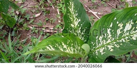 beautiful picture of happy leaf plant or often called "Dieffenbachia"