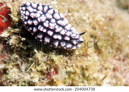Sea Slug, Phyllidiella pustulosa
