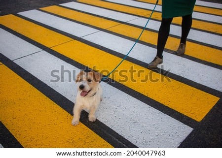Girl with Jack Russell Terrier walking along the pedestrian crossing.