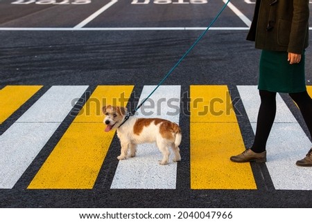 The girl teaches the dog to cross the pedestrian crossing.