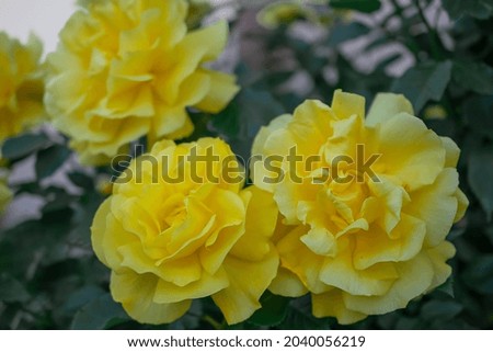 macro photography of a yellow rose flower. Flowers background. Natural background. Royalty-Free Stock Photo #2040056219