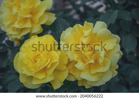 macro photography of a yellow rose flower Royalty-Free Stock Photo #2040056222
