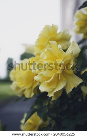 macro photography of a yellow rose flower Royalty-Free Stock Photo #2040056225