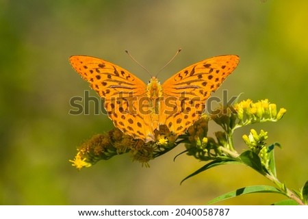 Silver-washed fritillary (Argynnis paphia) butterfly on goldenrod