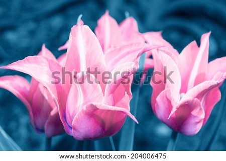 Pink tulips background with retro filter effect