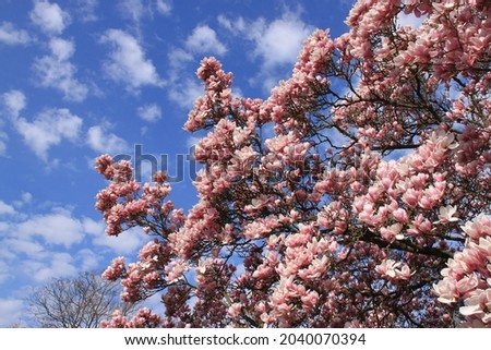 On a beautiful spring day with a blue sky, the pink magnolia blossoms are in bloom in the park