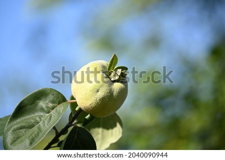 quince family plant - quince fruit