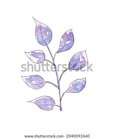 Hand drawn watercolor winter plant. Botanic illustration.
