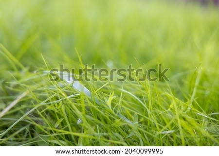 Green fresh uncut grass on the lawn illuminated by the sun. Blurred photo with strong bokeh.