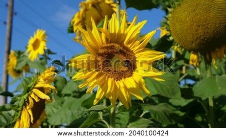 Field With Sunflowers In The Rural Side