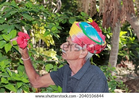 Close-up profile view of An Indian elderly farmer delighted to see a red hibiscus flower blooming in the garden, Colorful turban tied on the head according to Indian culture