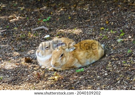 Rabbit living leisurely in nature