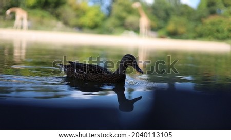 Duck swimming in a beautiful lake