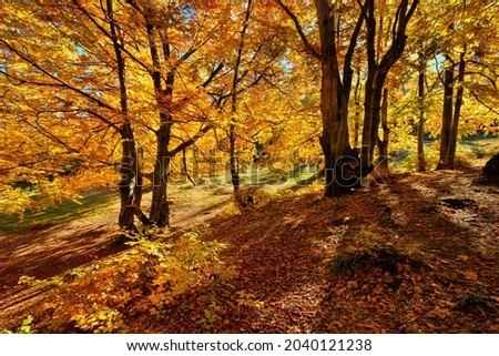 Sun rays through autumn trees. Natural autumn landscape in the forest. Autumn forest and sun as a background. Autumn - image