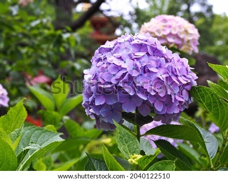 Hydrangea at the temple of Japan
