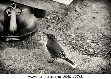 mockingbird (Mimus polyglottos) on the ground in front of a kettle, black and white with space for text