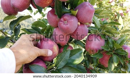 Europe, Italy , September 2021 -  Melinda plantation of  yellow apples typical of Val di Non in Trentino Alto Adige, Dolomites mountains 
