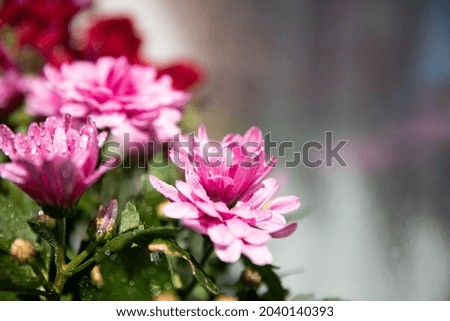 Blurred background with pink chrysanthemum flowers