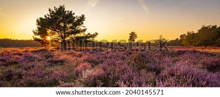 Panorama with blooming heather and trees at Planken Wambuis and Ginkel heath, Veluwe in Ede in the Netherlands Royalty-Free Stock Photo #2040145571