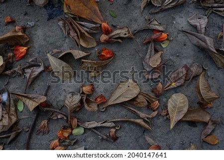 dry leaves of the Ketapang (Indian-almond).