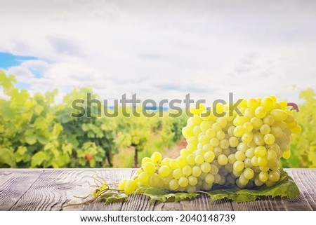 A large bunch of grapes lies on a wooden rustic table against the background of a grape plantation. Focus concept. Royalty-Free Stock Photo #2040148739