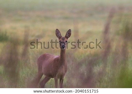 Female Roe Deer Goat Capreolus walks on a green meadow, game sanctuary, beautiful tall green grass in the meadow