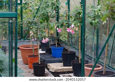 Standard Fuchsias generally require eighteen months to reach maturity.  The ones pictured is seven months old and will be overwintered and brought back into full flower by next June, 2022.