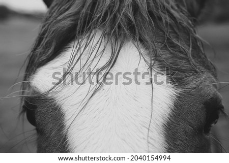 Horse forelock mane hair close up with blaze in black and white.