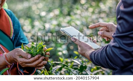 trader checking quality of tea leaves in Farmer hand in green tea plantation before trading with farmers and paying through with bank's app system on smartphone photograph selective focus blur bokeh